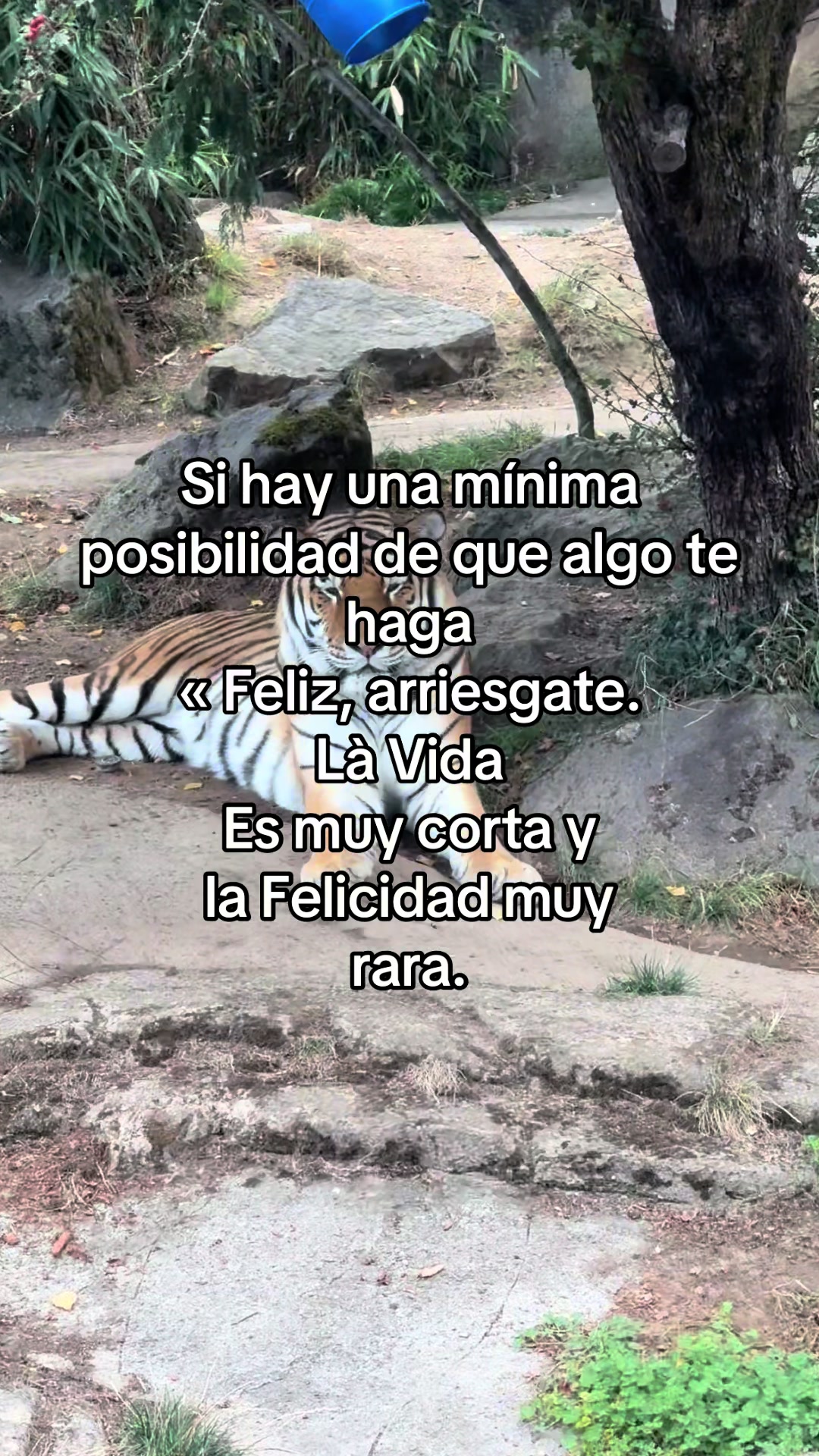 @⚜️🍓✨🪗pablocarbajal63✨👽🪗