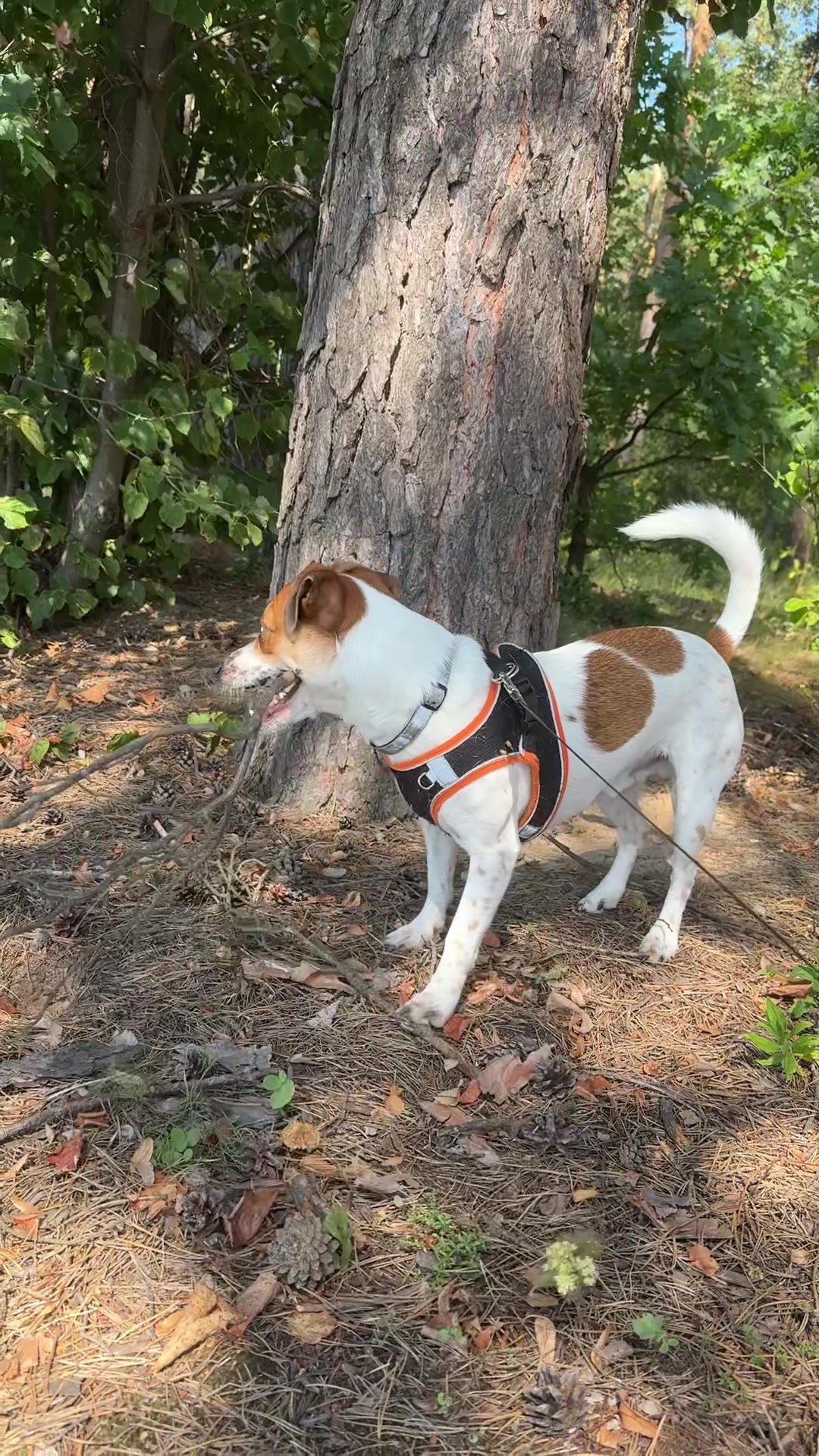 @люблю свою кожану🐶