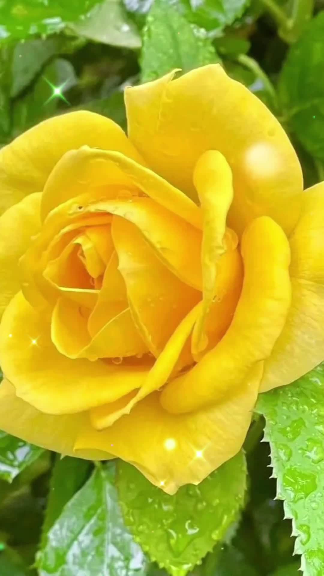 @Nazia Bhati๐ท