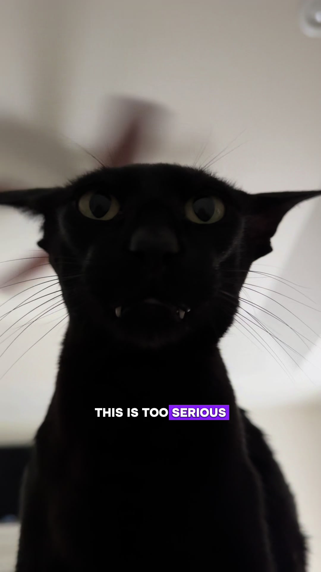 @hobbikats