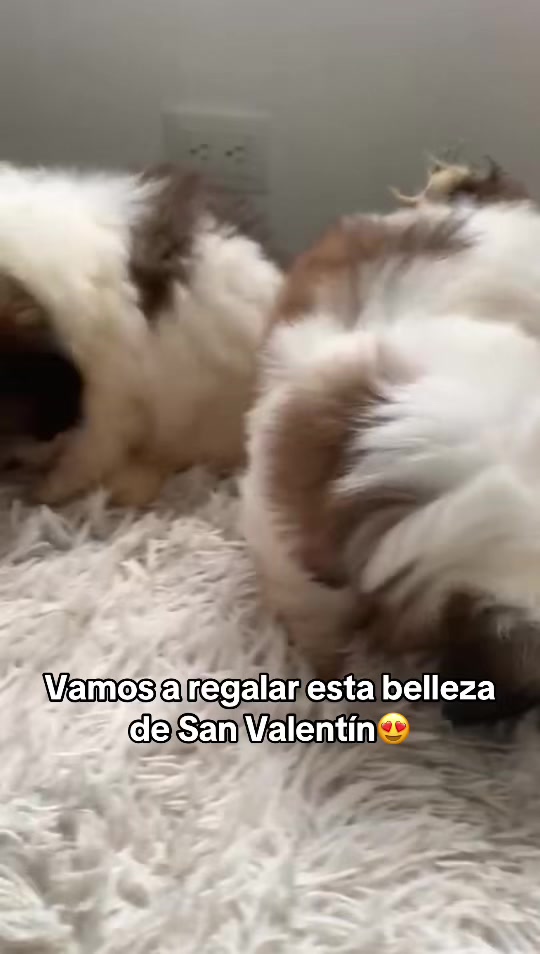 @Dogsr_rd1