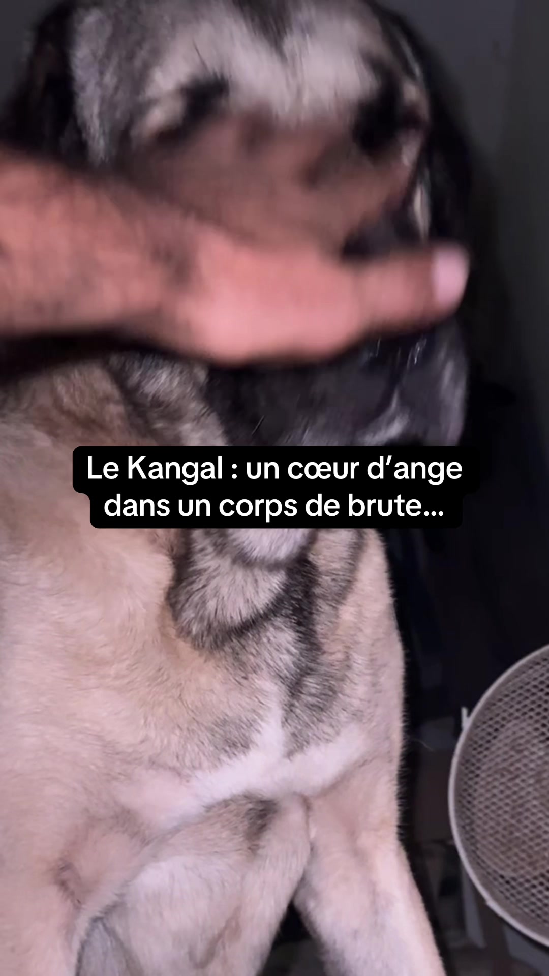 @Purekangal