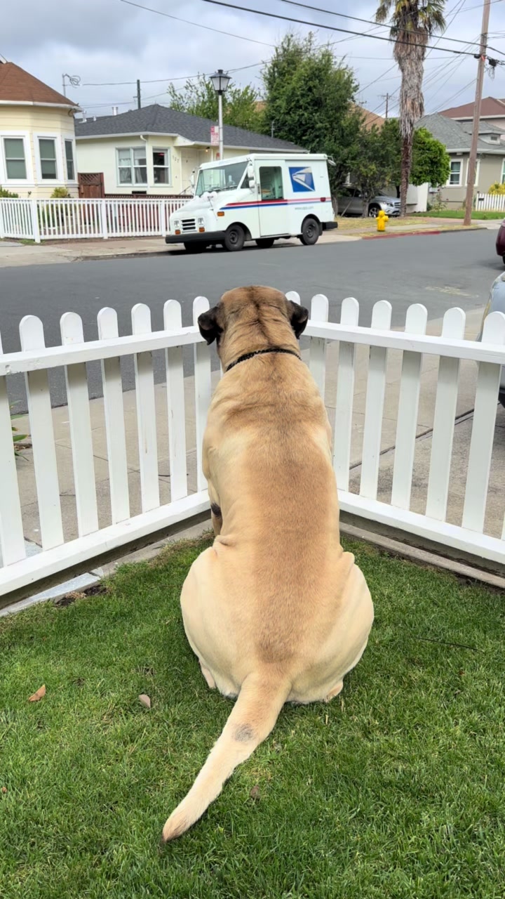 @Fronkythemastiff