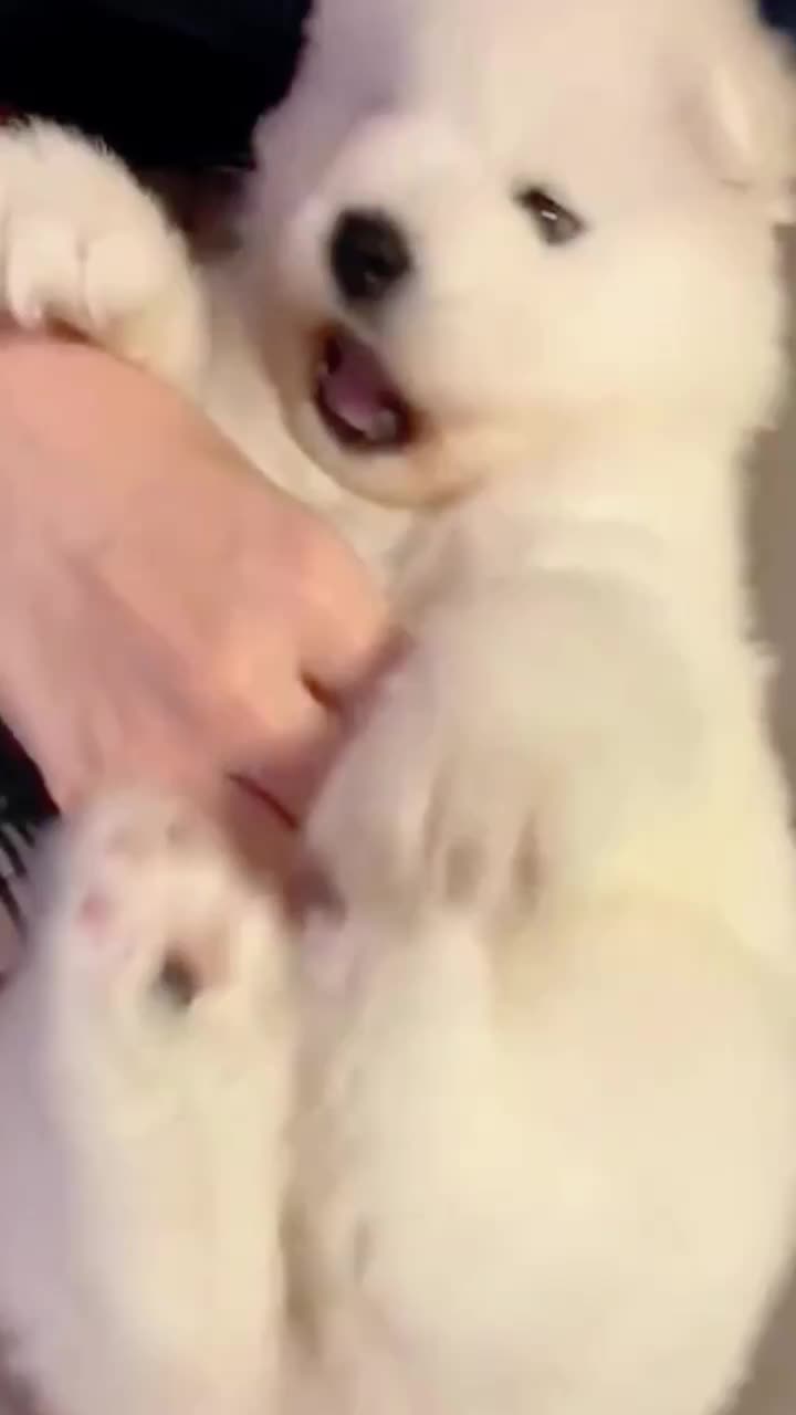 @doepetsupplies