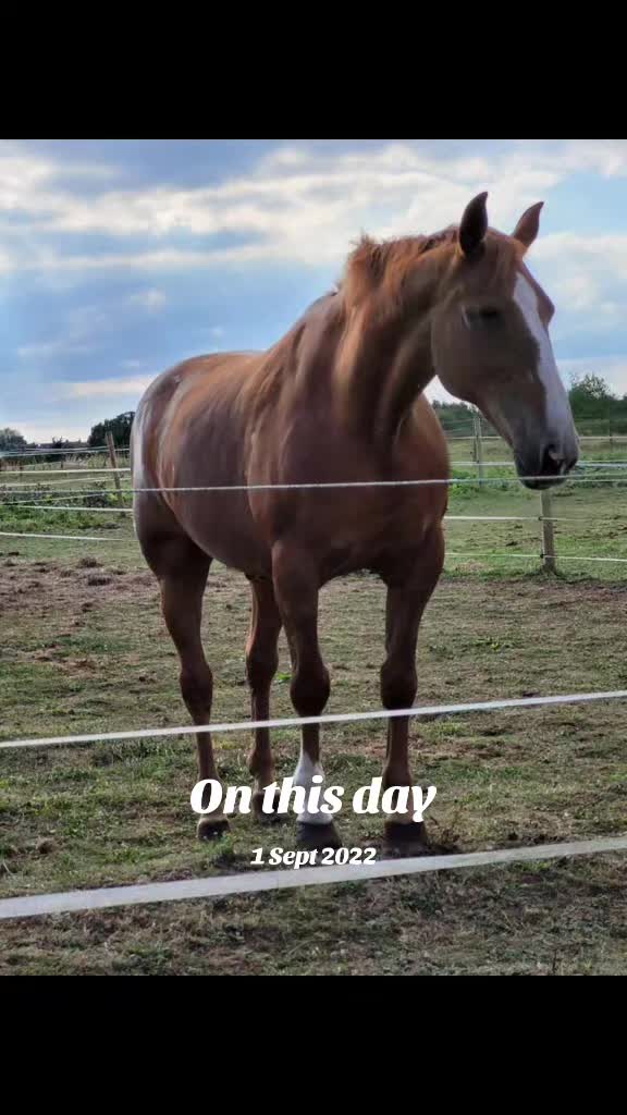 @tiktok michelleshelly