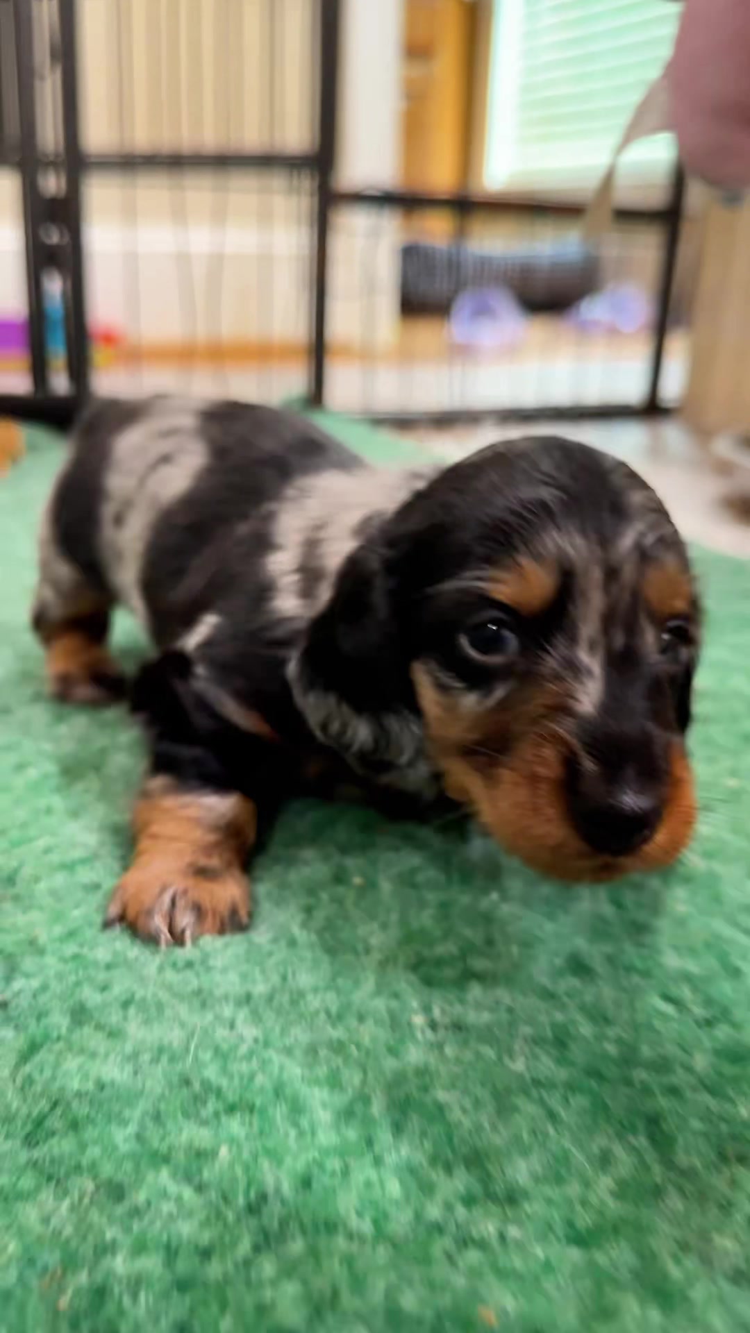 @Taylored Dachshunds