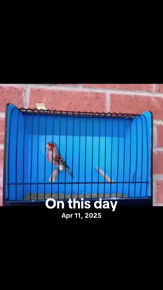 @AviarioUreña