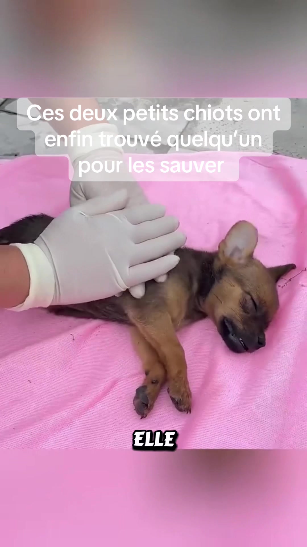 @rescueanimals69