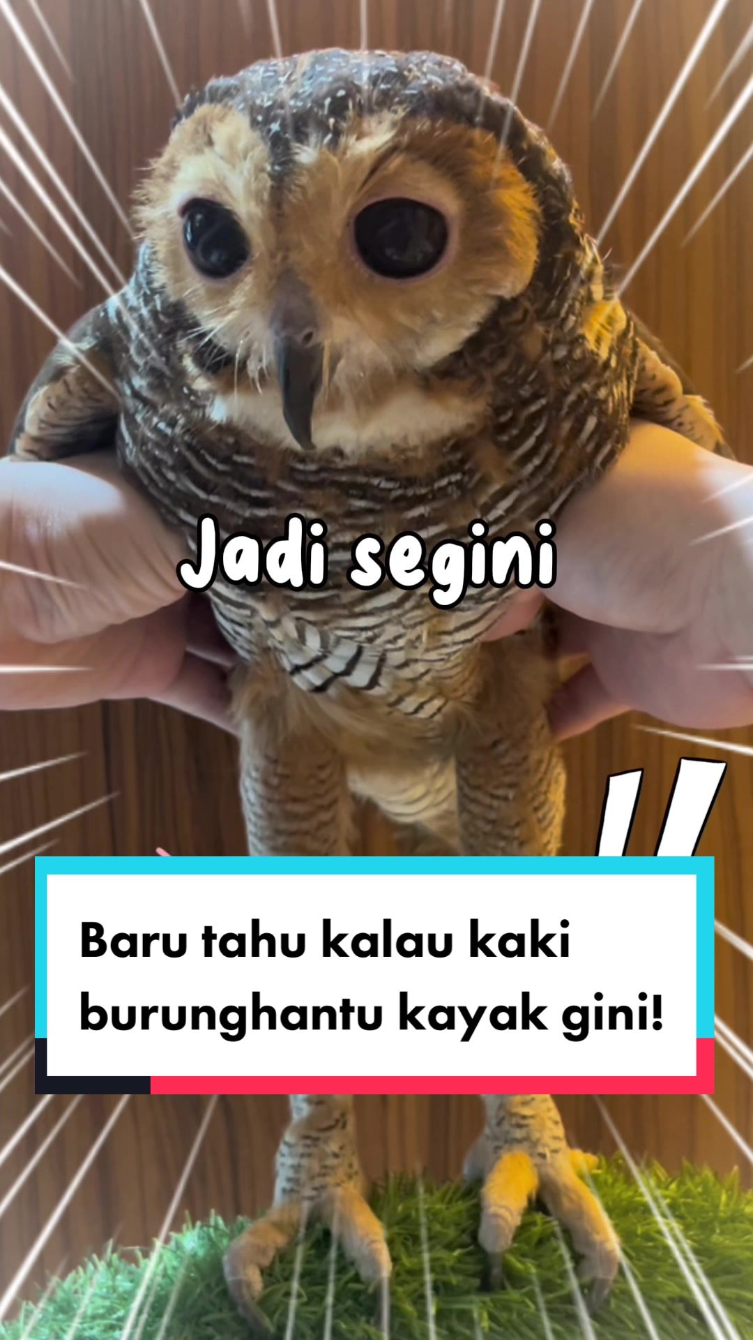 @Bibib Family