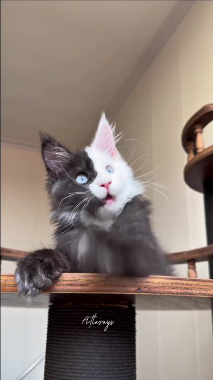 @Majestic Maine Coons 🐾