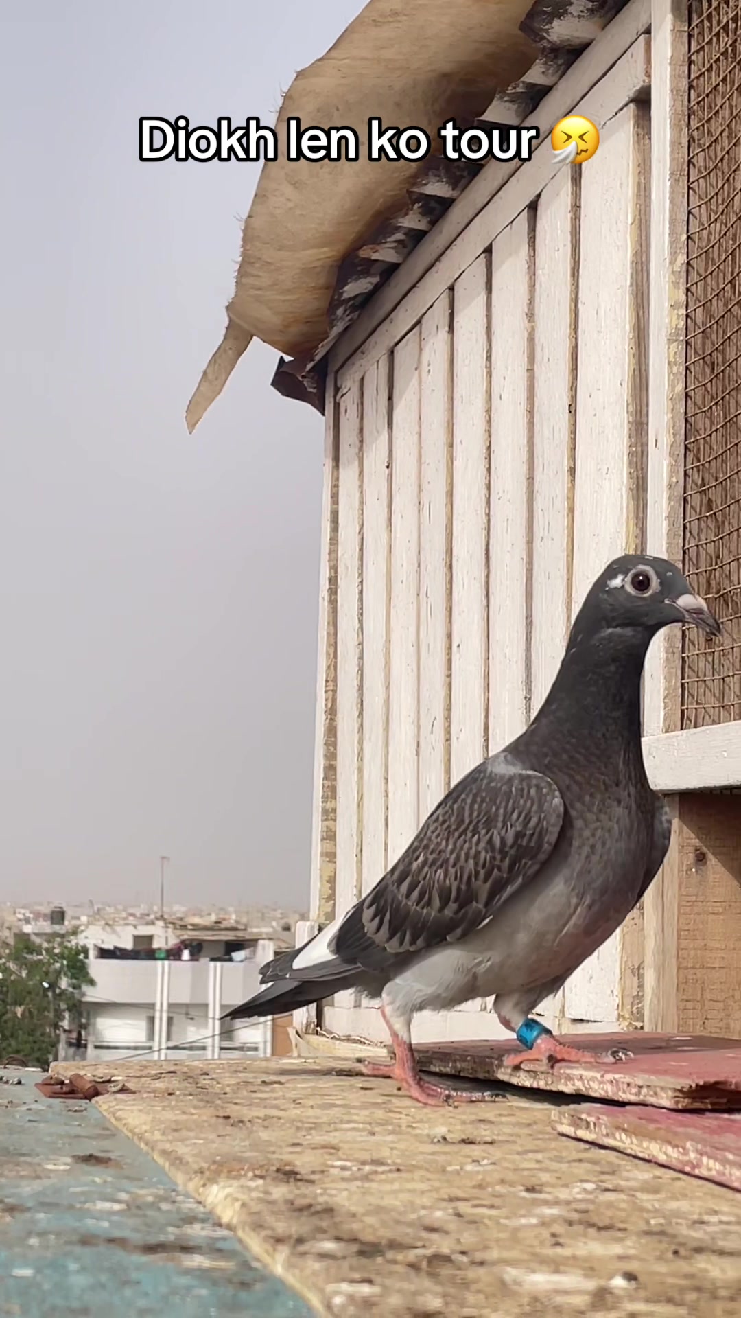 @OMZOLOFT🕊🦜🇸🇳