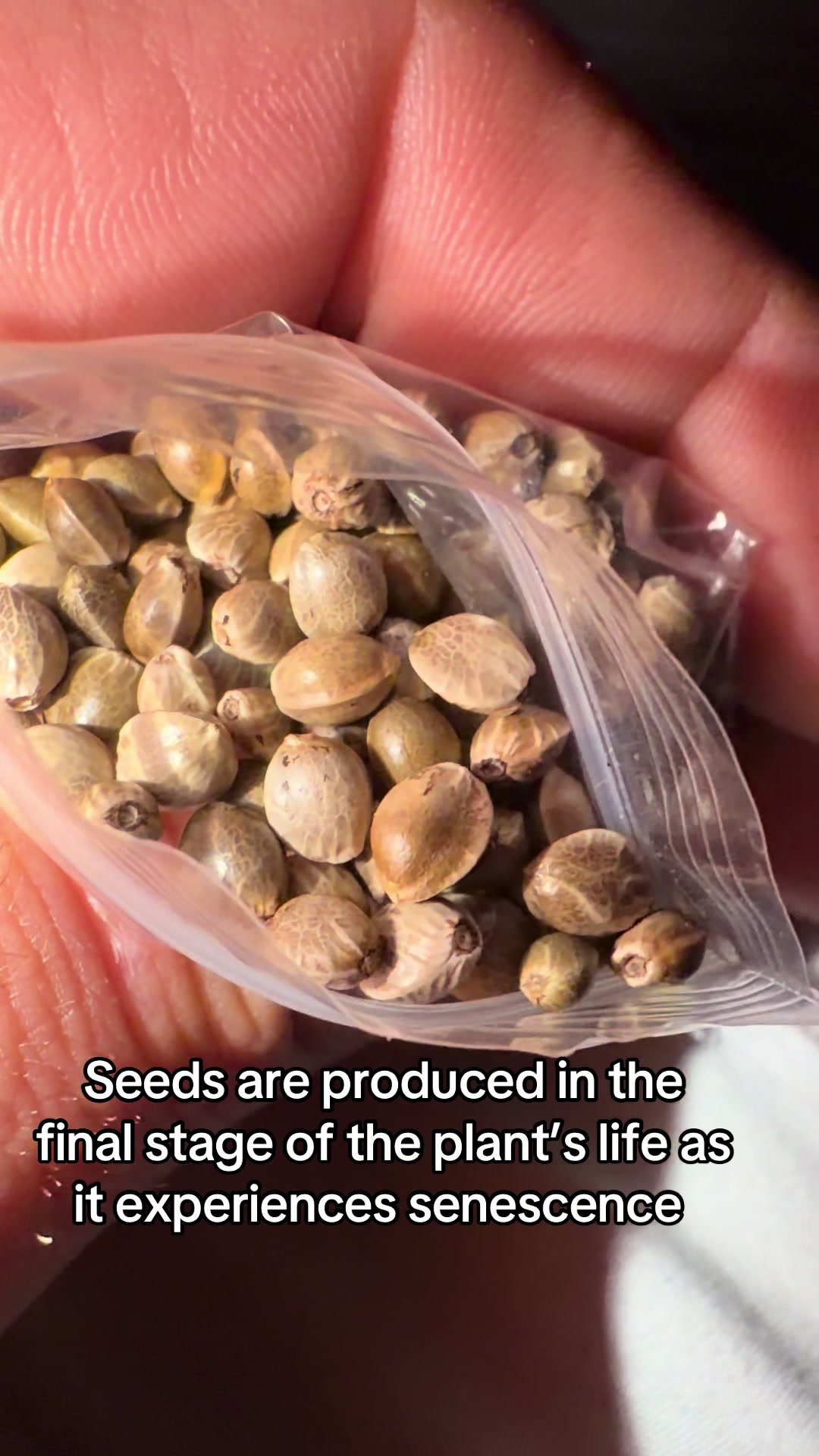@SEEDTIVA