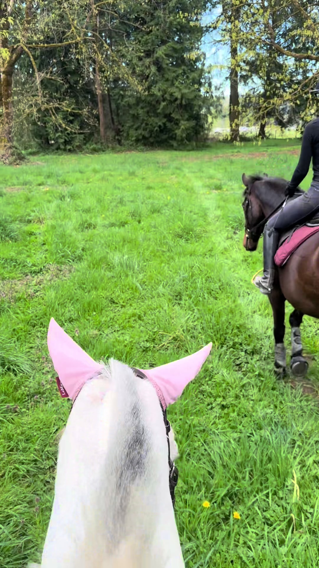 @BlueStarEquestrian