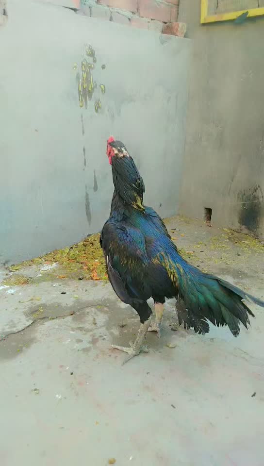 @shaangujjar222