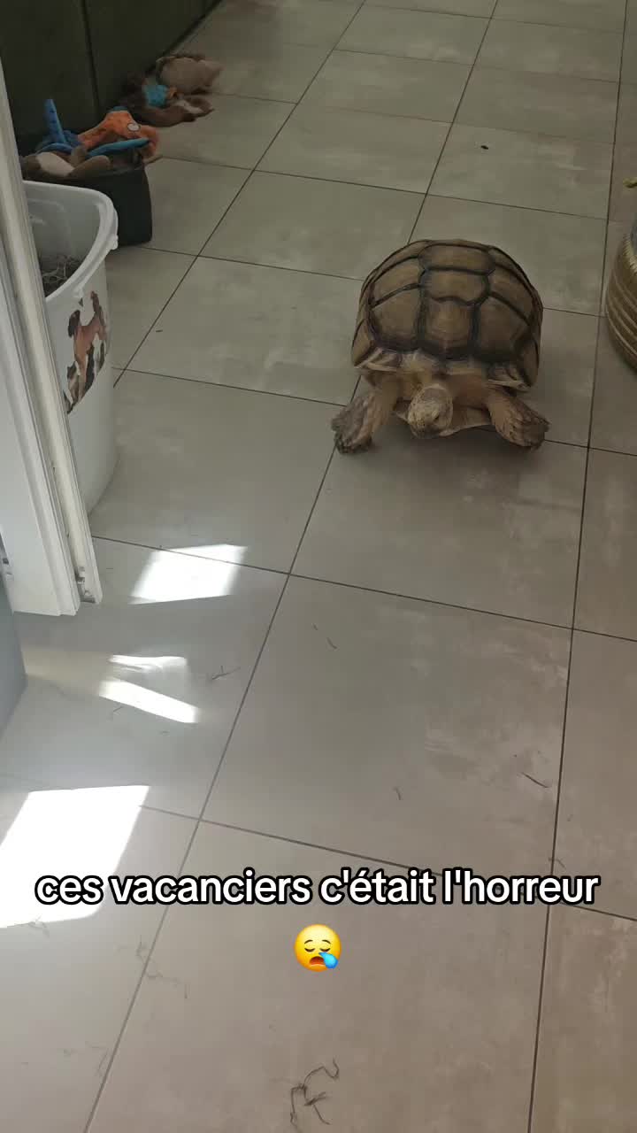 @POPEYE MA TORTUE 🐢