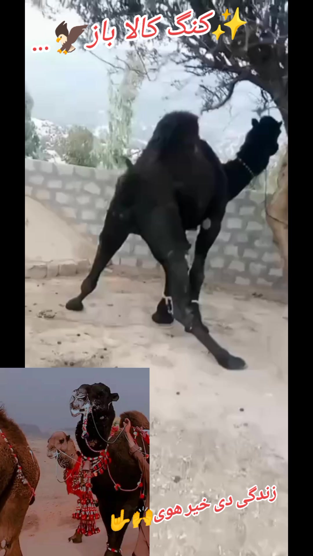 @🦅کالا باز🦅فخرے ڈھوک مغلاں♨️