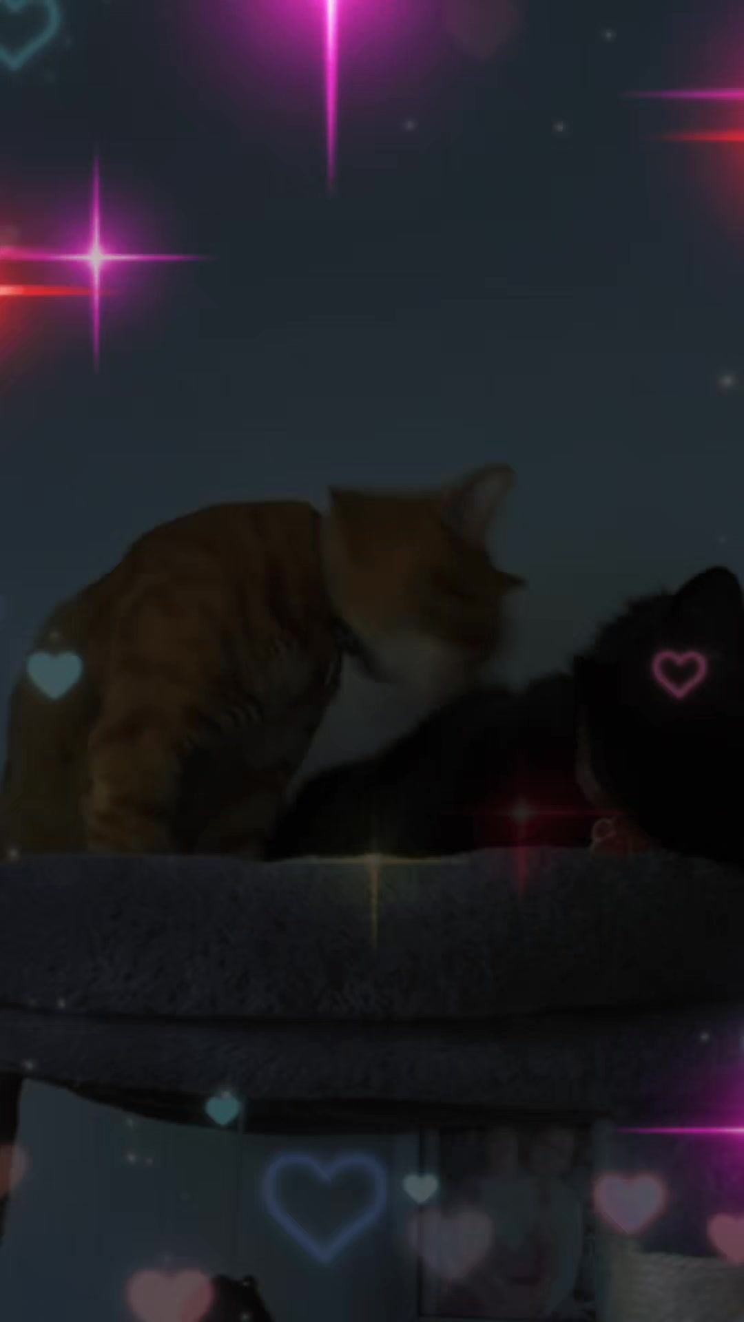 @Cat 💙