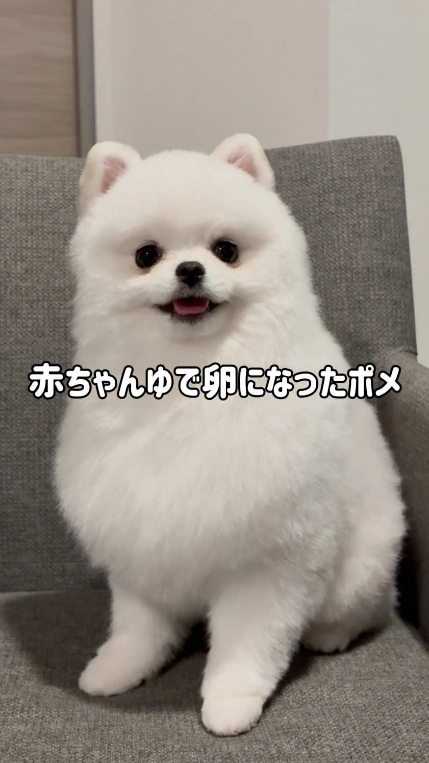 @ポメラニアンのミル🍼