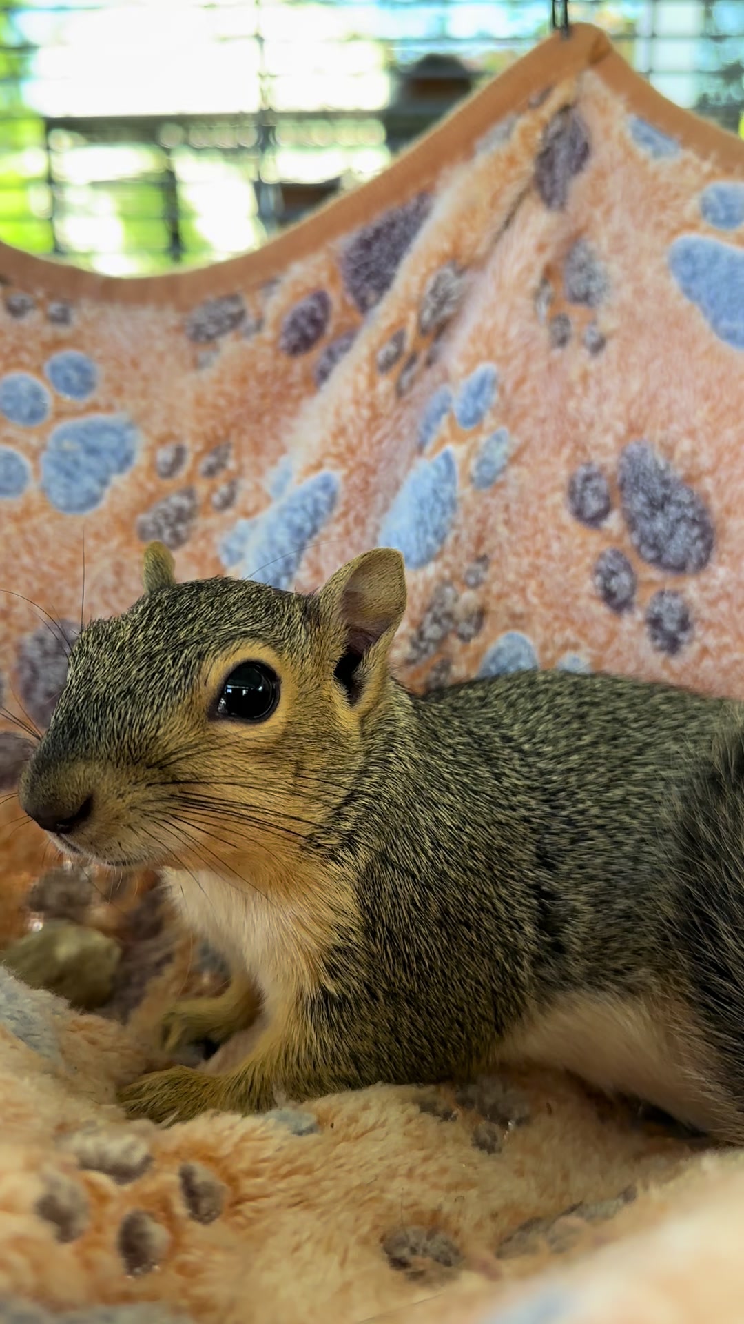 @Squirrel Guy