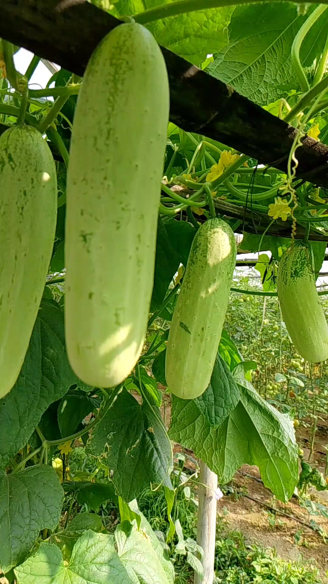 @Kumar Gorkhali