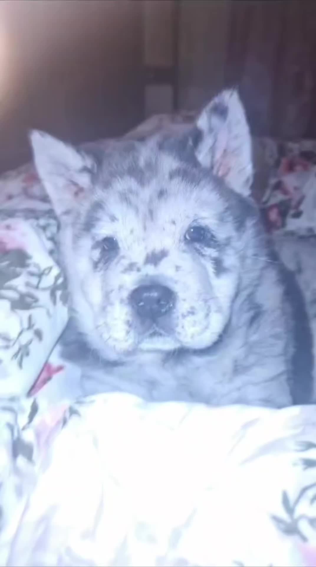 @Tank The Chow Chow