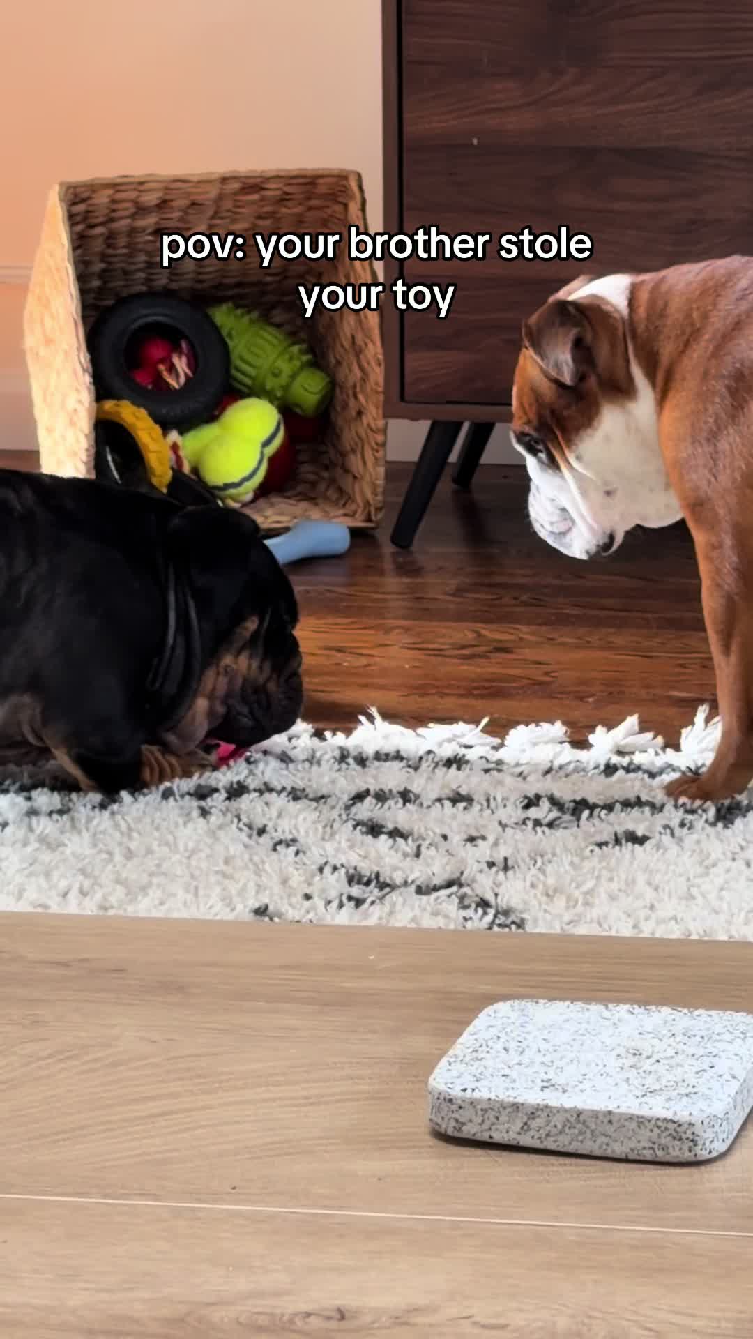 @Poptart & Patches