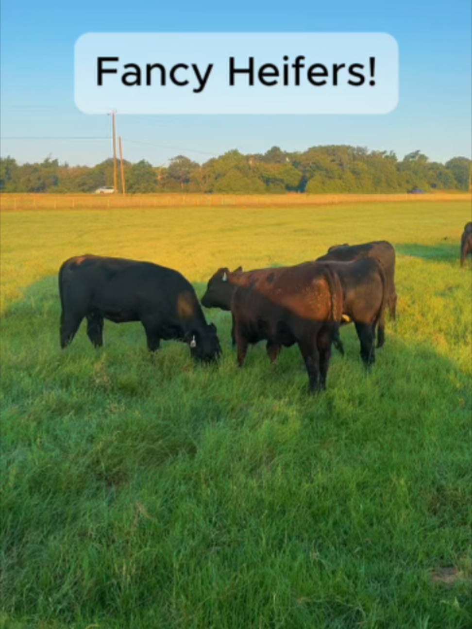 @Rutherford Land and Cattle
