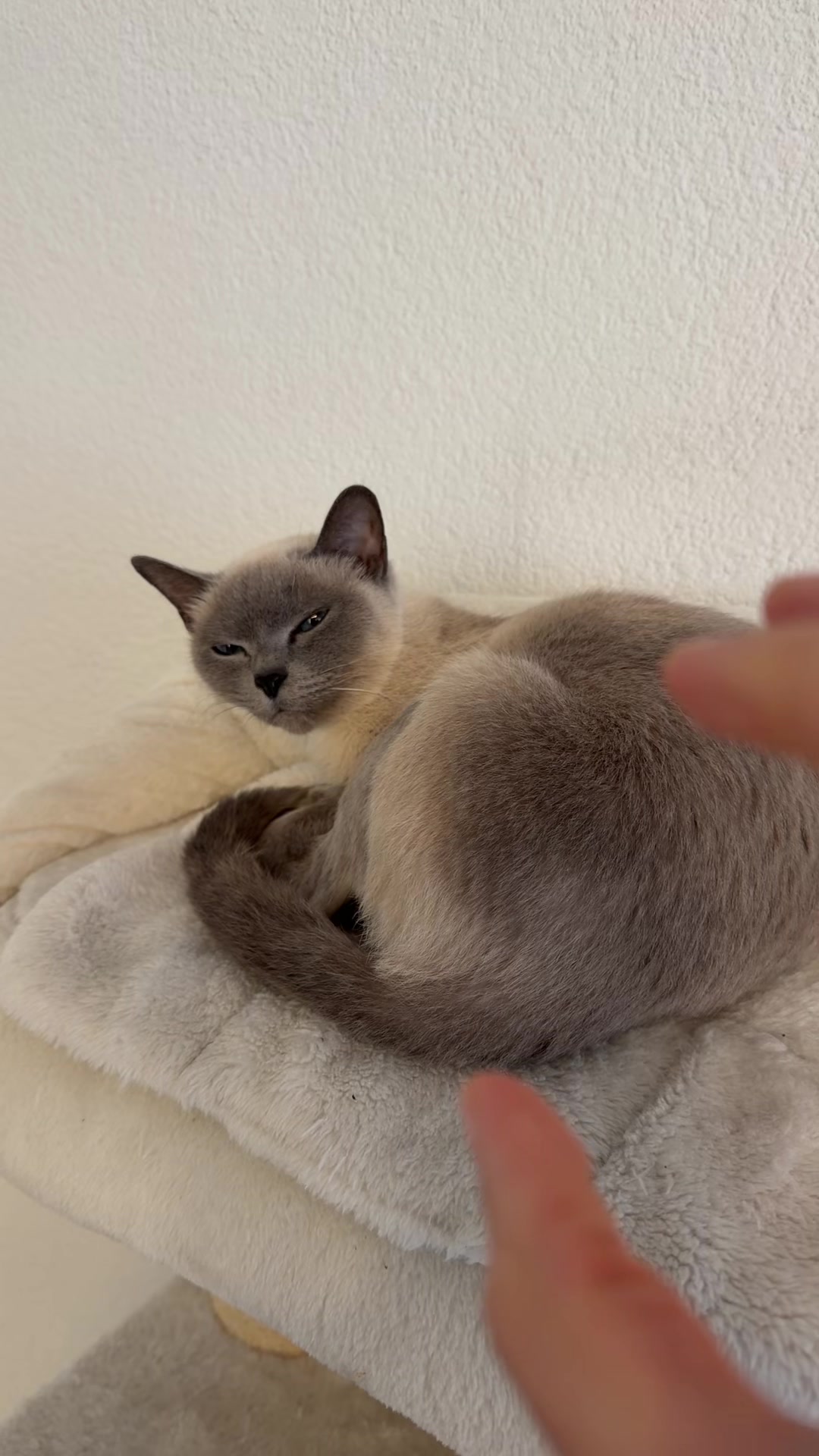 @TugbasCats