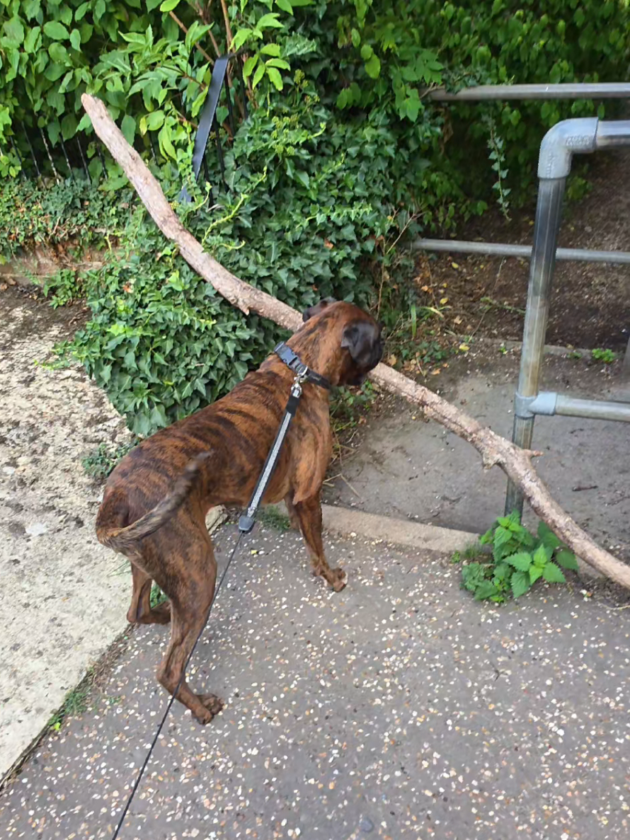 @Clive The Boxer Dog