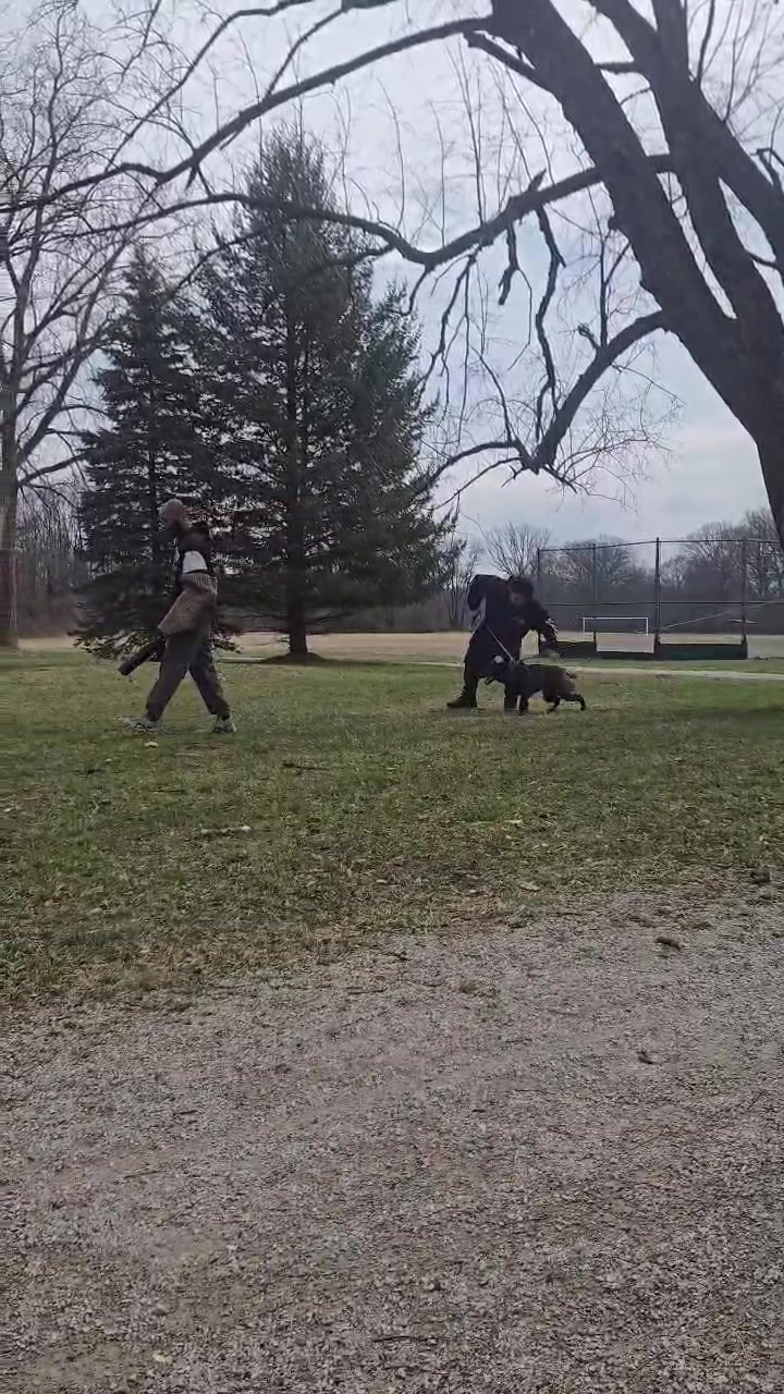 @Detroit belgian malinois