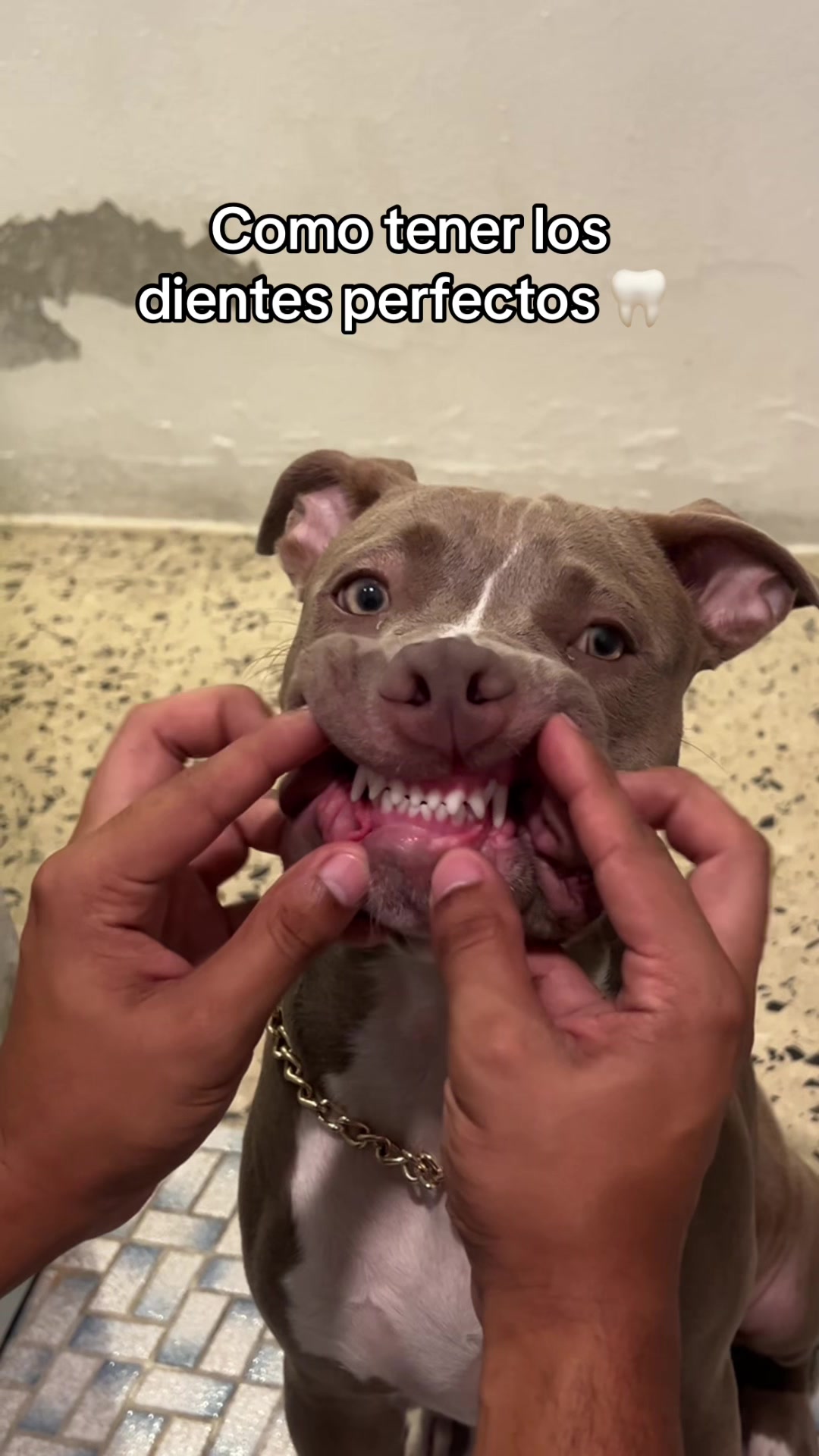 @Thor El Pitbull