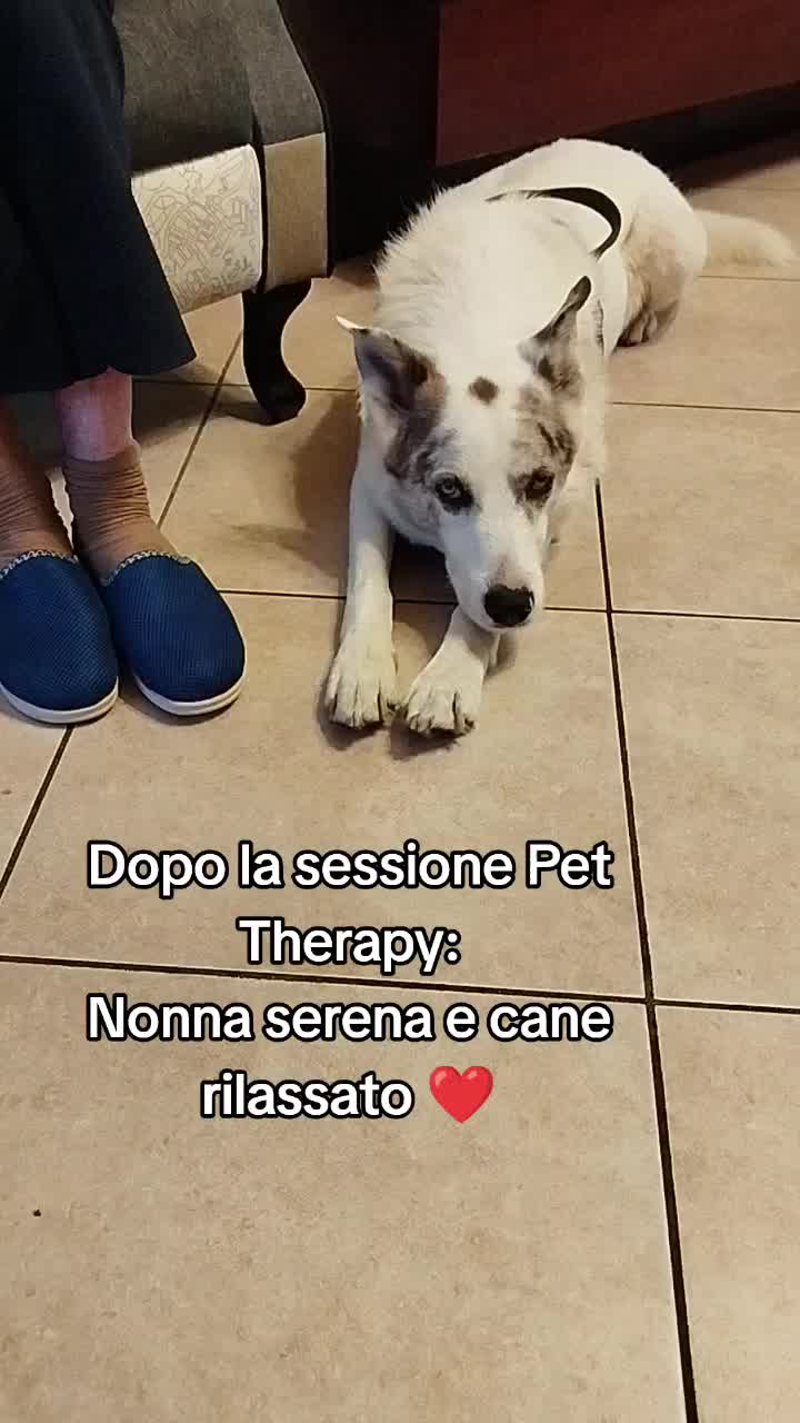 @ho.adottato.un.canesordo