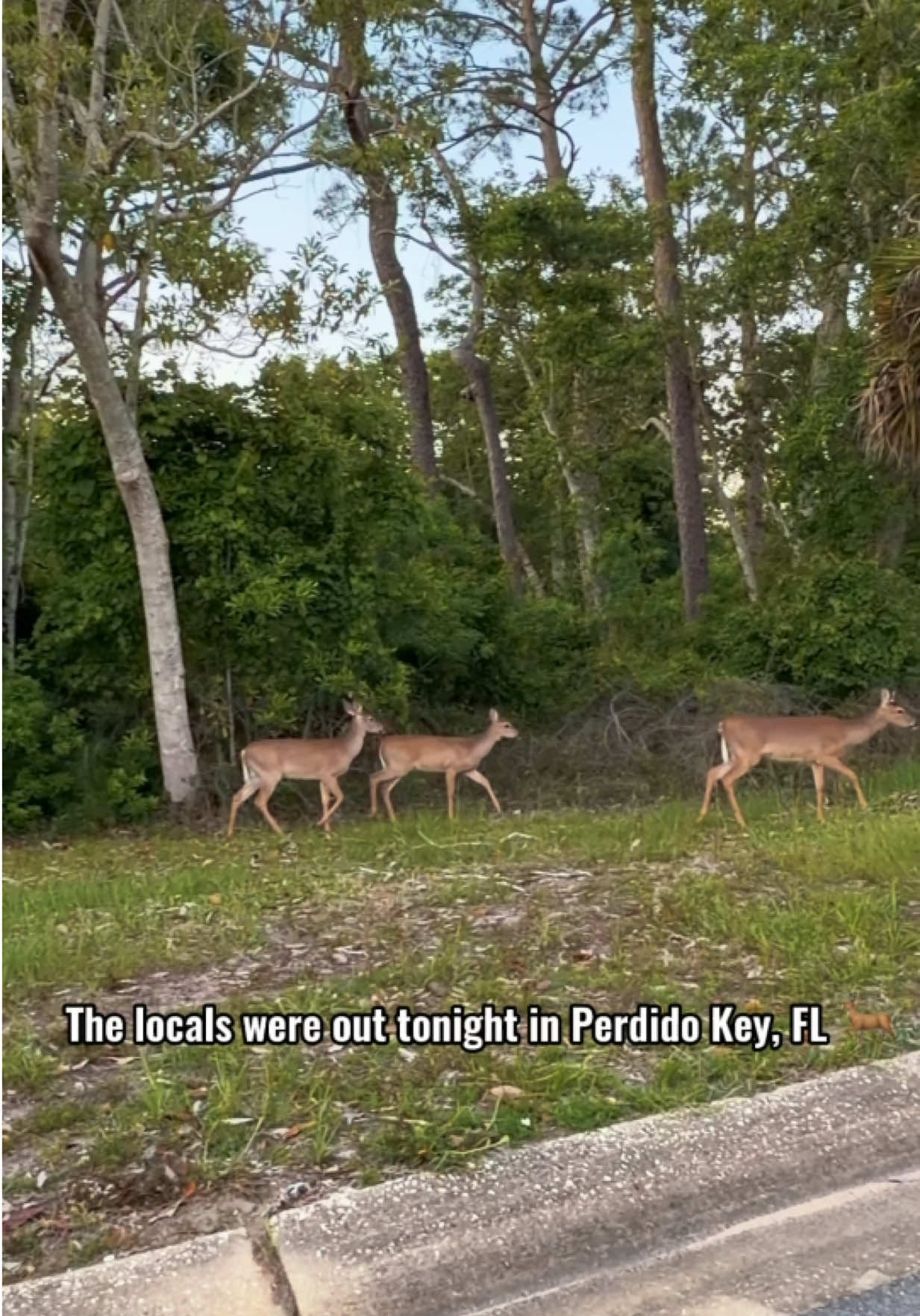 @All Things Emerald Coast
