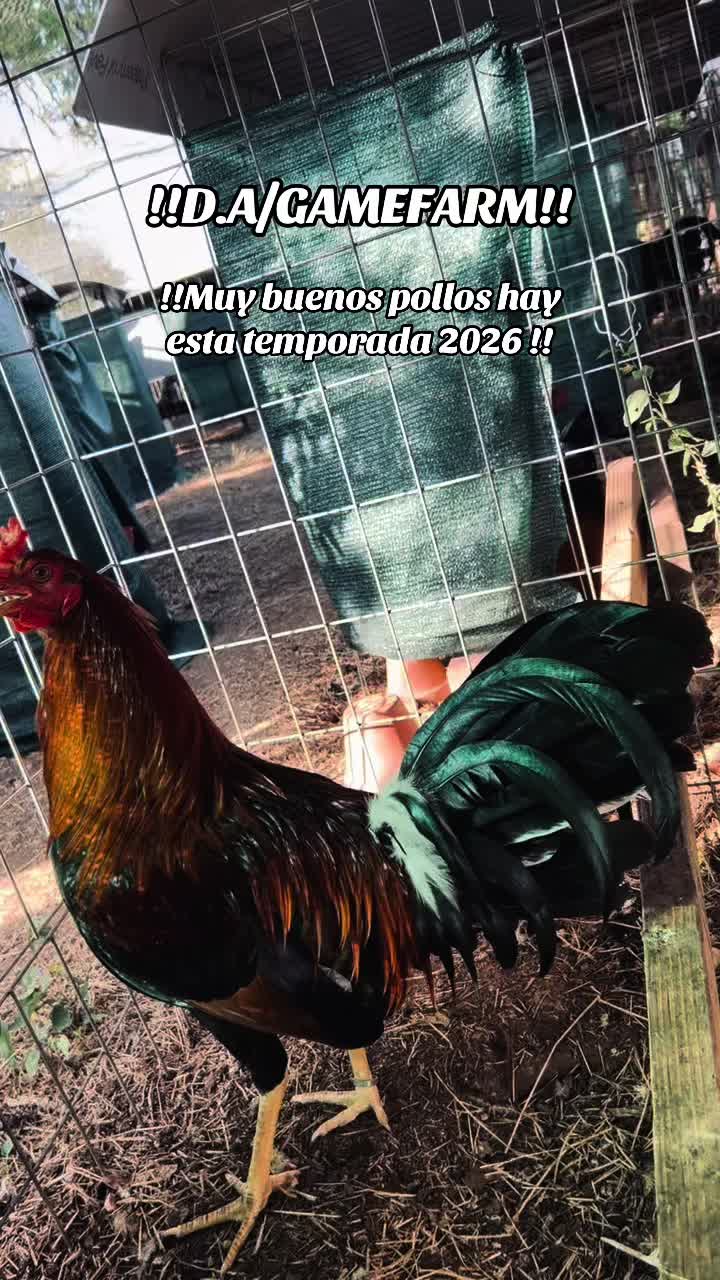@DAgamefarm