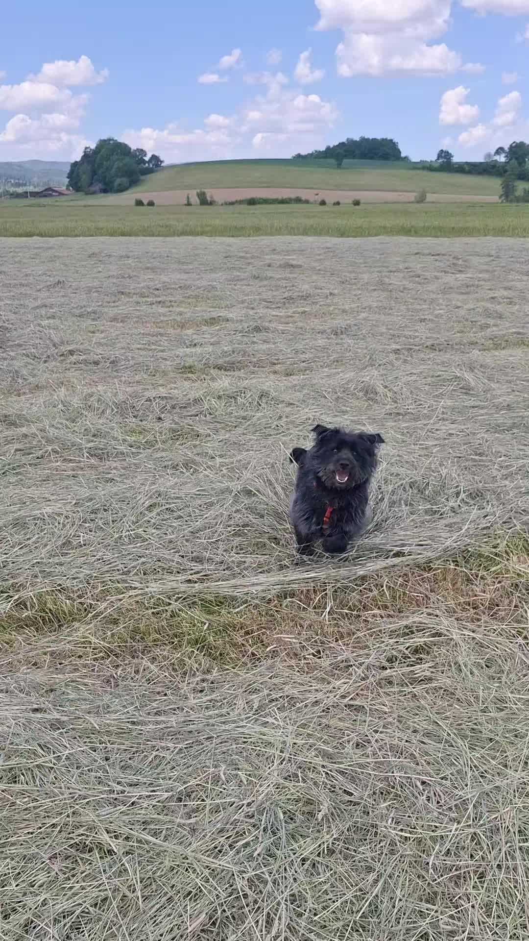 @DOG