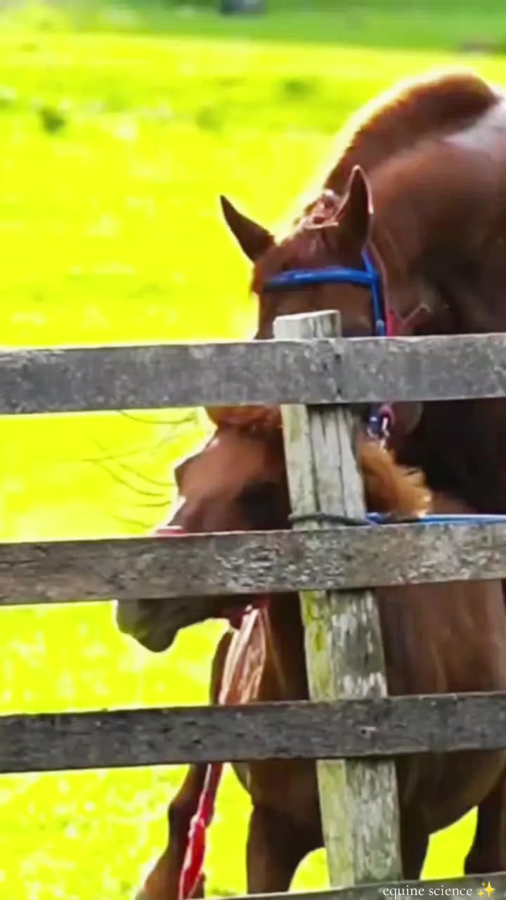 @Equine Cinematics