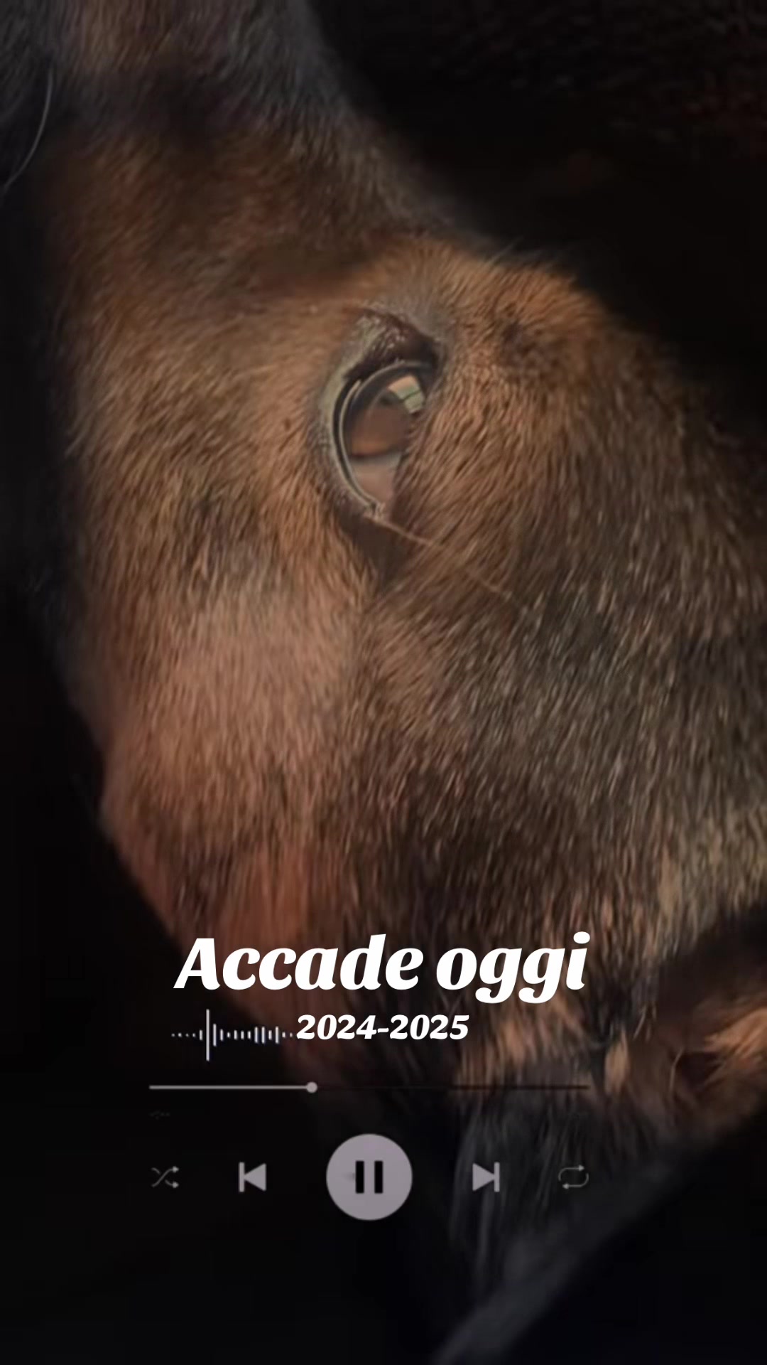 @il mondo_di_Roy