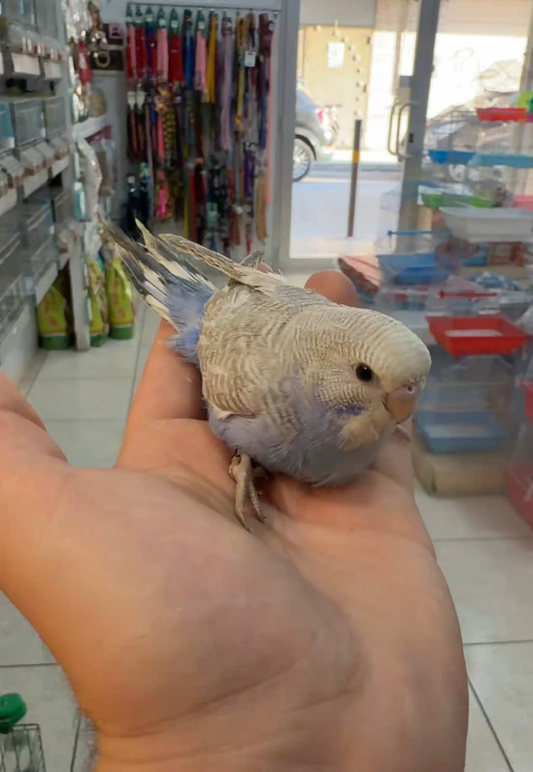@Baby’s Bird