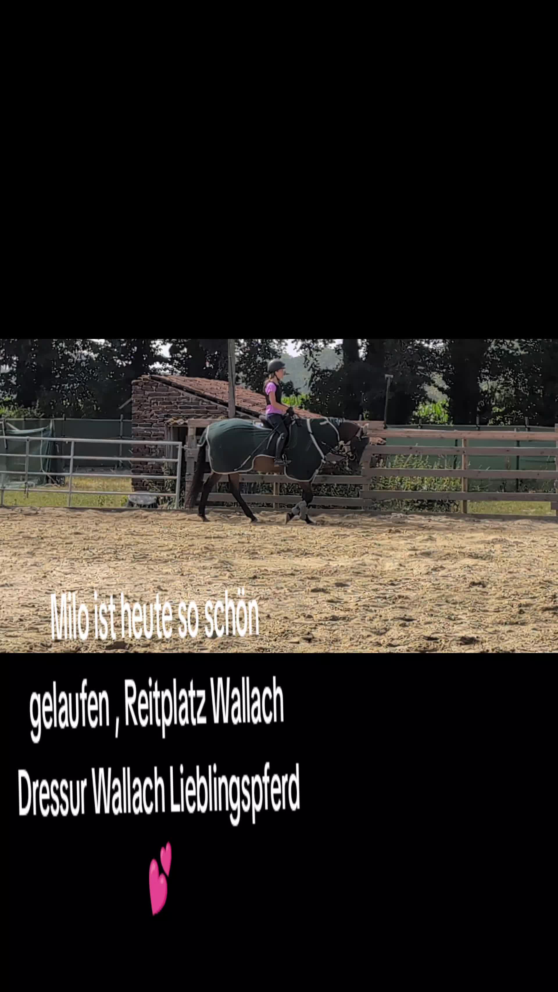 @Steffis_horse_world