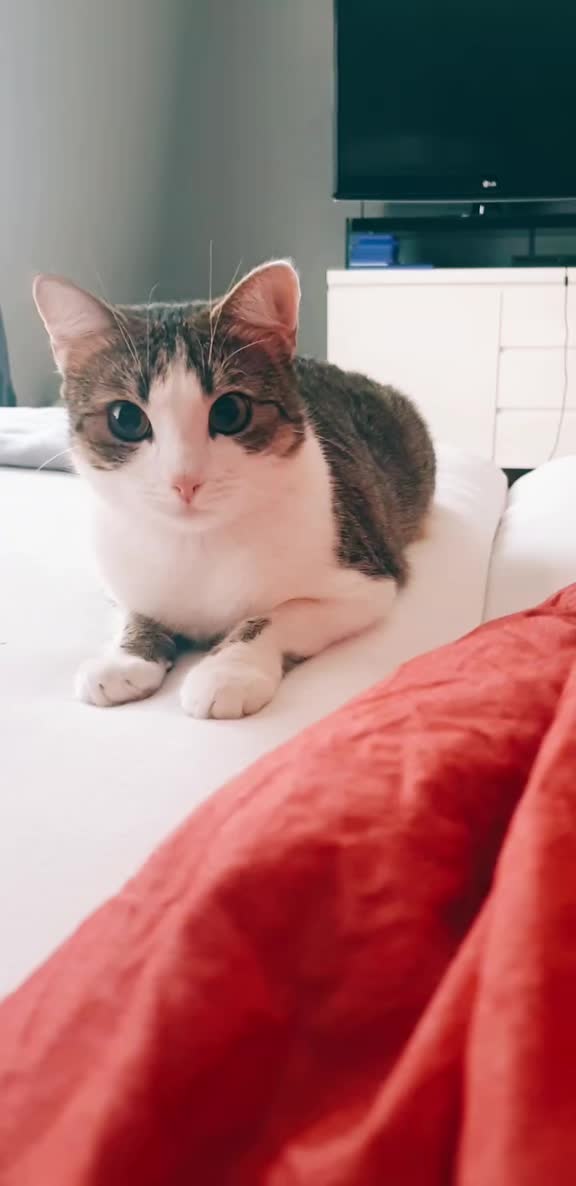 @Minnoş❤💙61