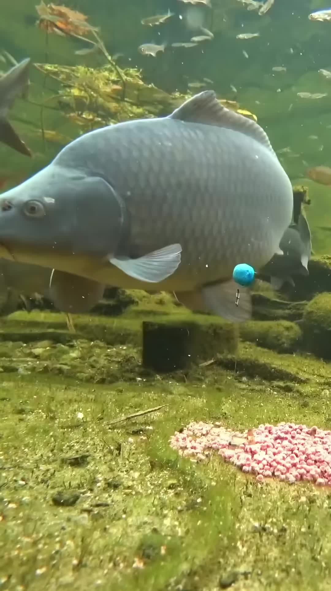 @carpworldonline