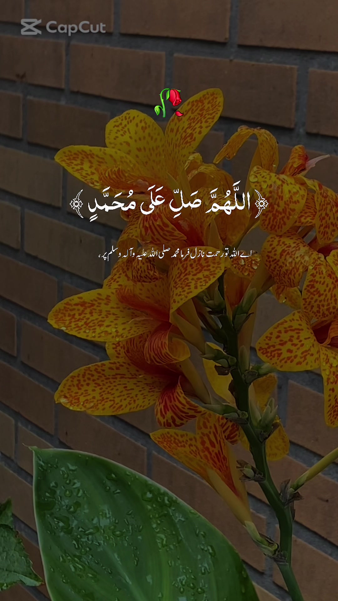 @LIFEOFSHAHIDA