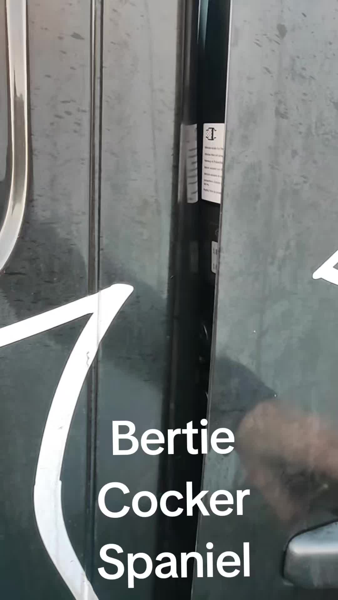 @🐕Mountain Bertie 🐕