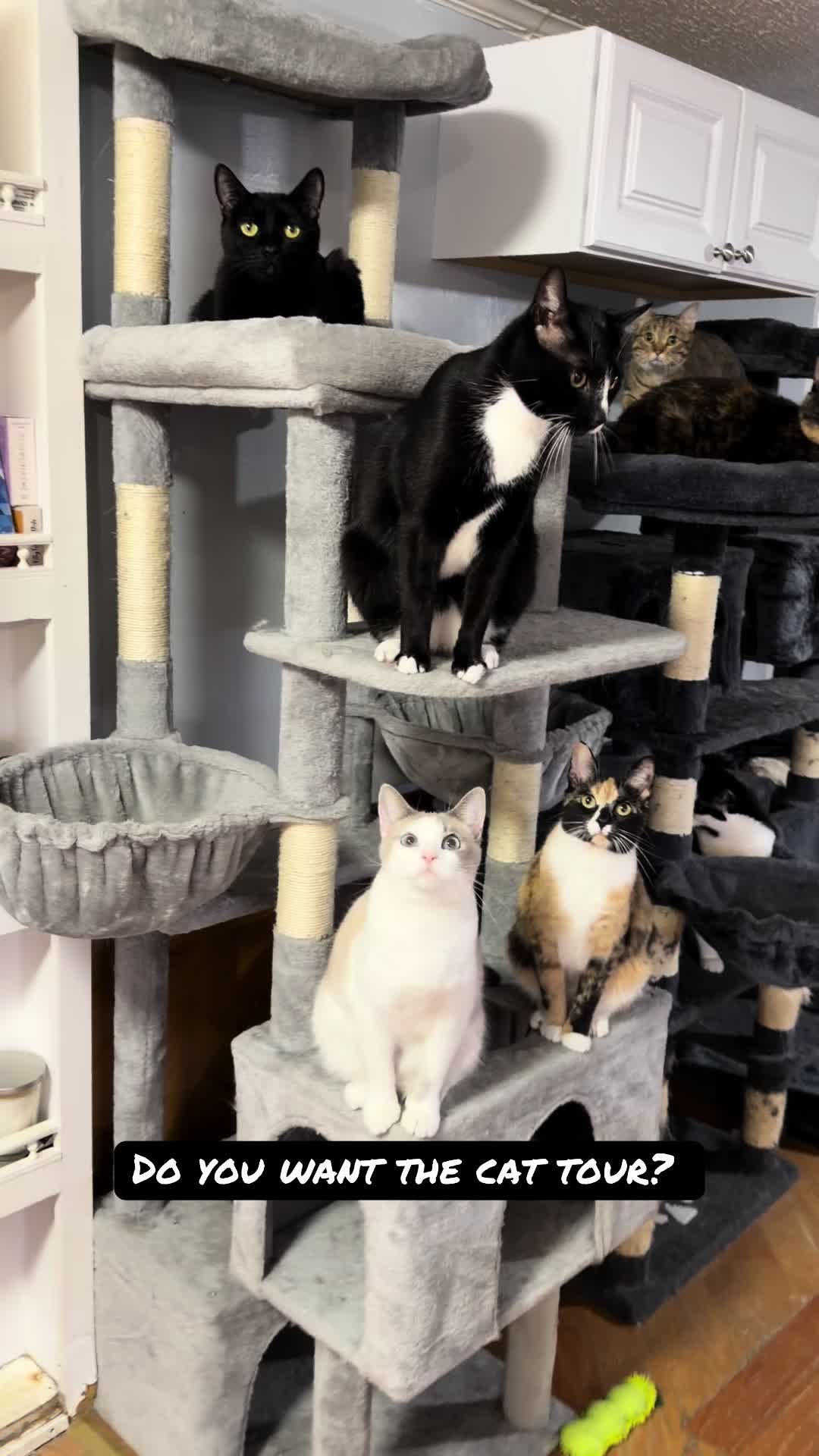 @thatcatladyjen