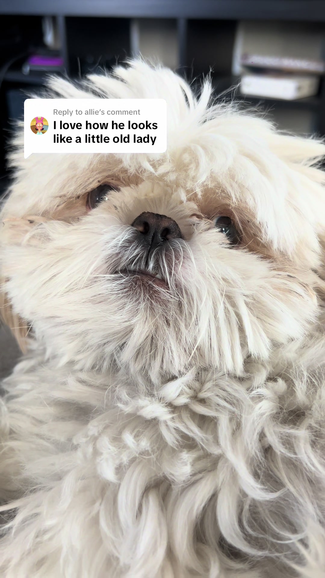 @Hugh the Shih Tzu