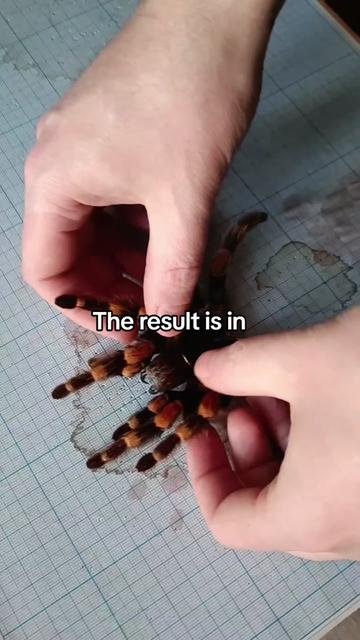 @TarantulaBox