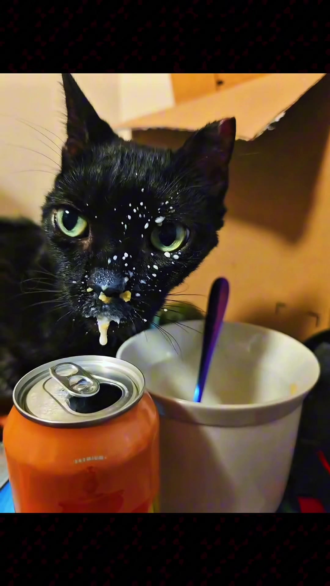 @dailycats03