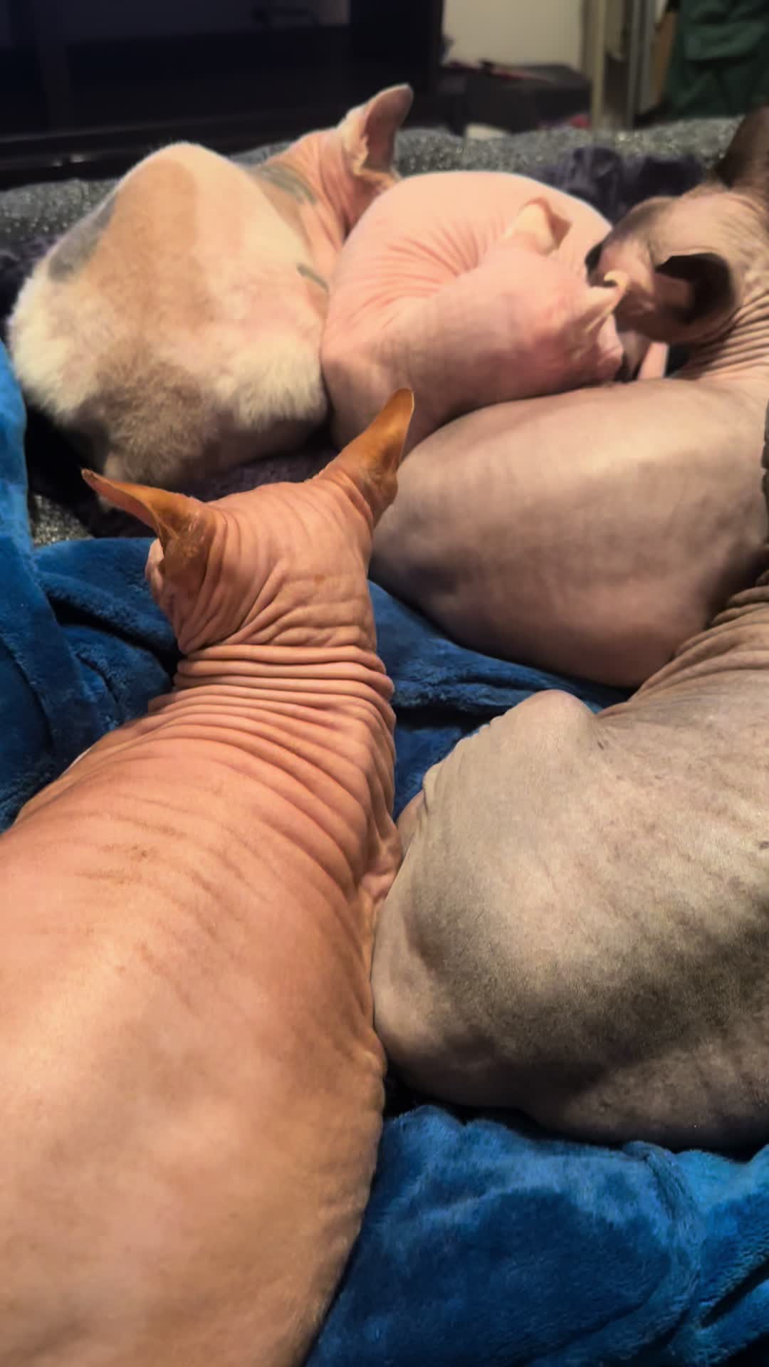 @MySphynxLife