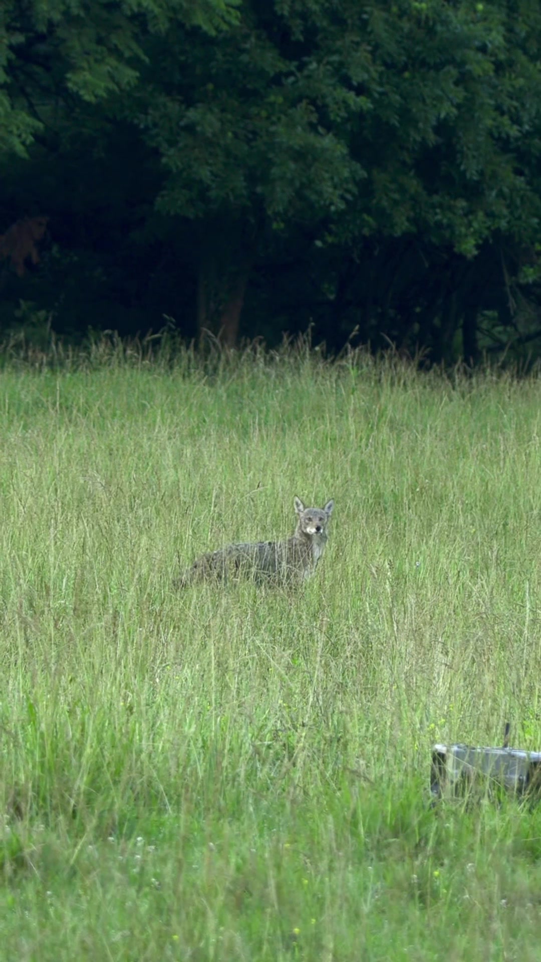 @FOXPRO Game Calls