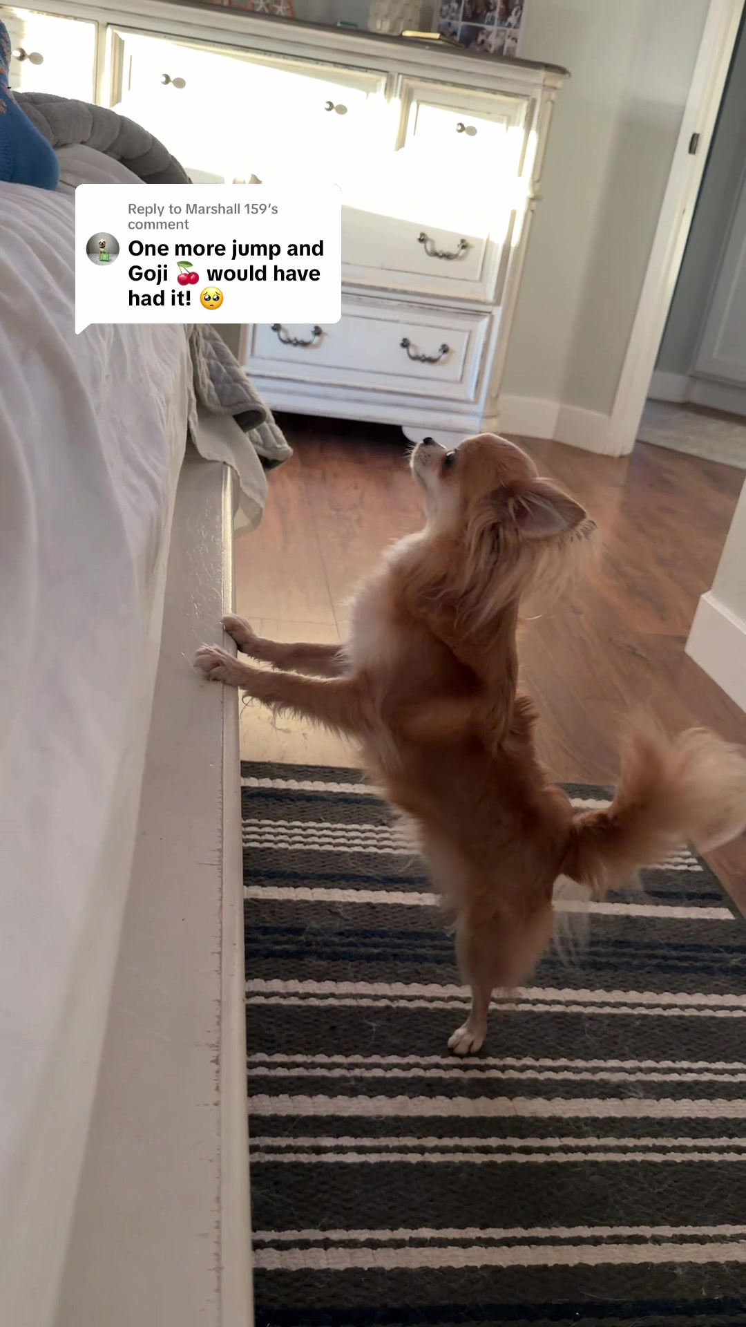 @CanineAntics